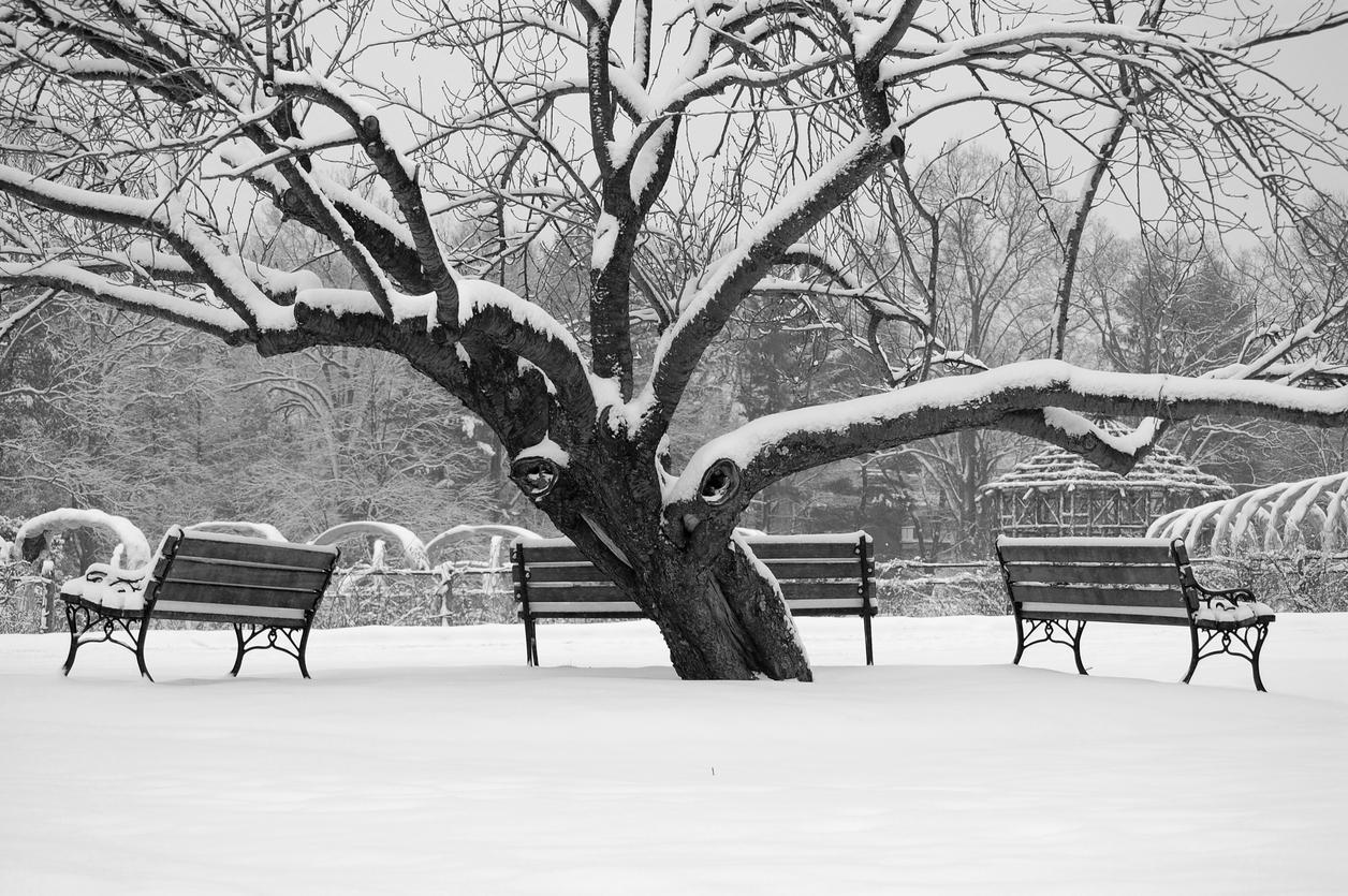Park during winter